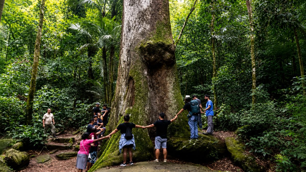Grupo de turistas de braços abertos abraçando a base do imenso tronco coberto de musgo do Jequitibá Milenar na Mata Atlântica de Mendes.