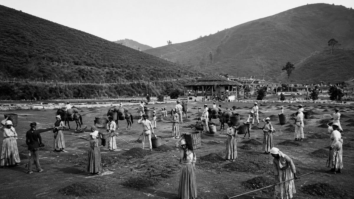 Fotografia em preto e branco mostrando trabalhadores em um grande terreiro de café secando os grãos, com cestos de palha, cavalos carregados e o casarão da fazenda ao fundo entre colinas.