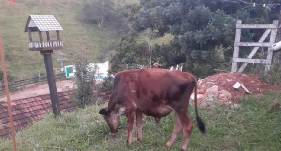 Fazenda Águas Claras - 11 Fazenda Águas Claras - 11