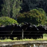 Fazenda Aliança - G14 Fazenda Aliança - G14