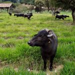 Fazenda Aliança - G15 Fazenda Aliança - G15